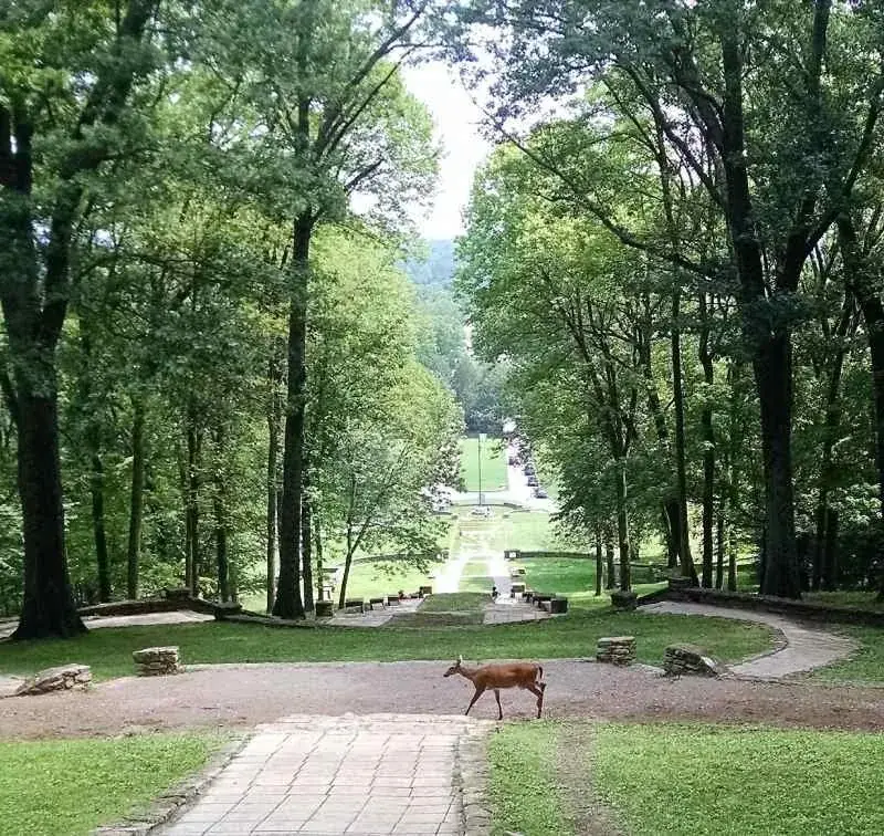 Deer at Percy Warner Park Nashville