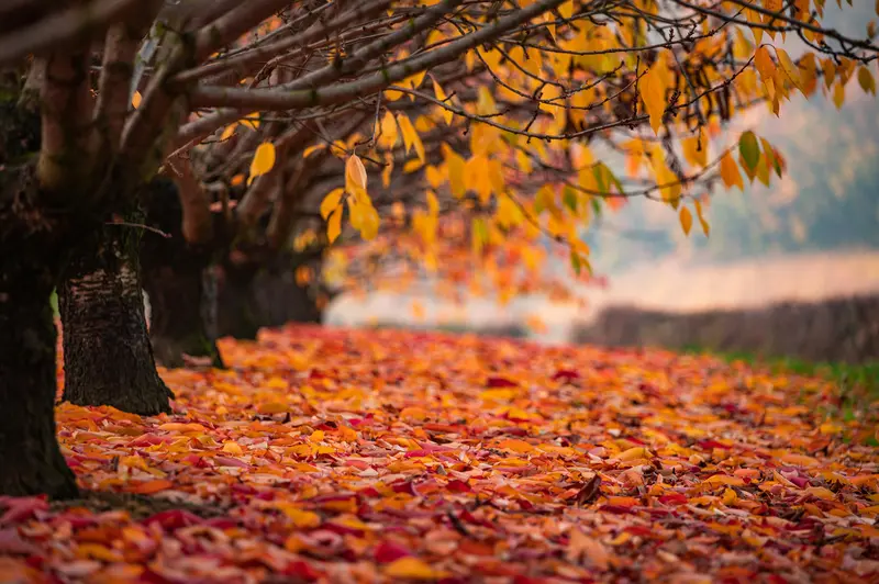 Things to do in Nashville in the fall